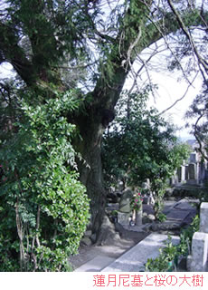 蓮月尼墓と桜の大樹